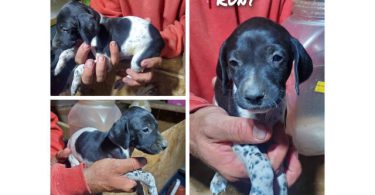 Purebred German Shorthaired Pointer puppies
