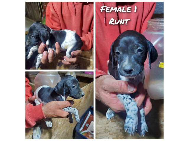Purebred German Shorthaired Pointer puppies