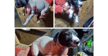 Purebred German Shorthaired Pointer puppies