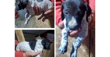 Purebred German Shorthaired Pointer puppies