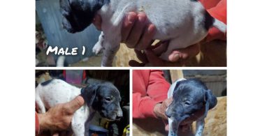 Purebred German Shorthaired Pointer puppies