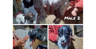 Purebred German Shorthaired Pointer puppies