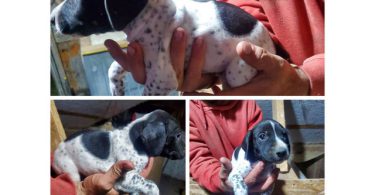 Purebred German Shorthaired Pointer puppies