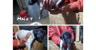 Purebred German Shorthaired Pointer puppies