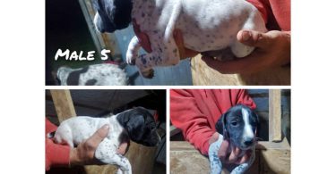 Purebred German Shorthaired Pointer puppies