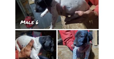 Purebred German Shorthaired Pointer puppies