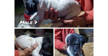 Purebred German Shorthaired Pointer puppies