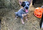 Halloween Blue Heeler puppies