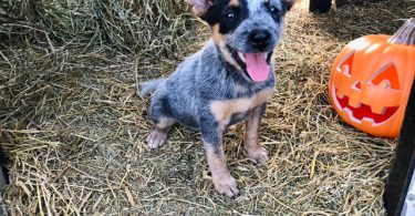 Halloween Blue Heeler puppies