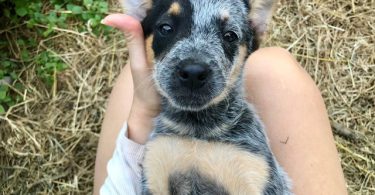 Halloween Blue Heeler puppies