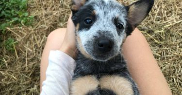 Halloween Blue Heeler puppies