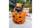 3 boy Pomeranian puppies for sale