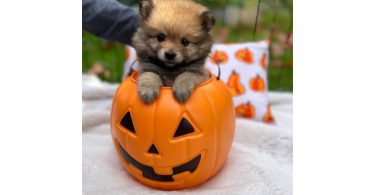 3 boy Pomeranian puppies for sale