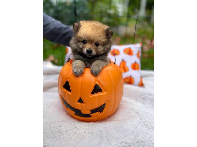 3 boy Pomeranian puppies for sale