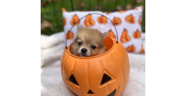 3 boy Pomeranian puppies for sale