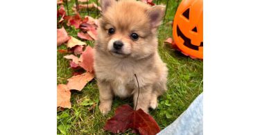 3 boy Pomeranian puppies for sale