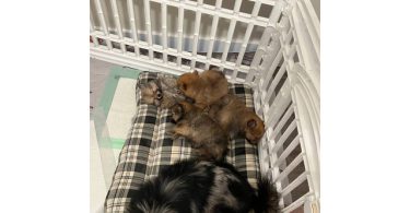 3 boy Pomeranian puppies for sale