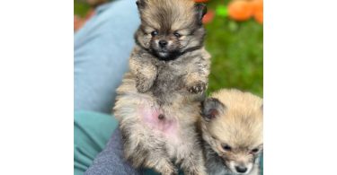 3 boy Pomeranian puppies for sale