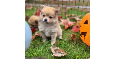 3 boy Pomeranian puppies for sale