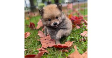 3 boy Pomeranian puppies for sale