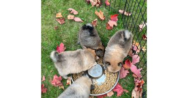 3 boy Pomeranian puppies for sale