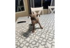 Fawn and chocolate Minpin puppies