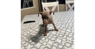 Fawn and chocolate Minpin puppies