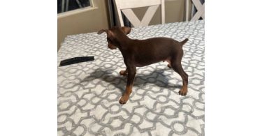Fawn and chocolate Minpin puppies