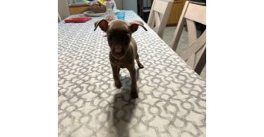 Fawn and chocolate Minpin puppies
