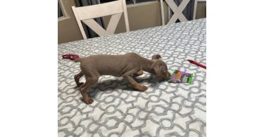 Fawn and chocolate Minpin puppies