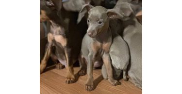 Fawn and chocolate Minpin puppies