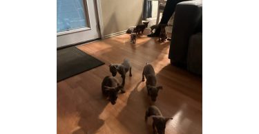 Fawn and chocolate Minpin puppies
