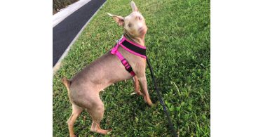 Fawn and chocolate Minpin puppies