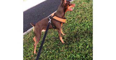 Fawn and chocolate Minpin puppies