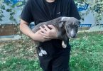 5 bullboxer pit puppies for adoption
