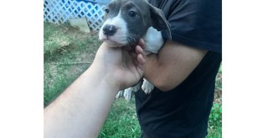 5 bullboxer pit puppies for adoption