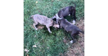 5 bullboxer pit puppies for adoption