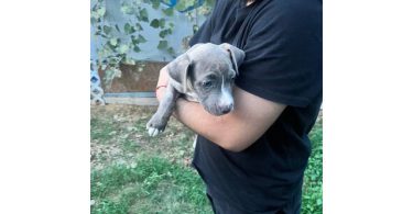 5 bullboxer pit puppies for adoption