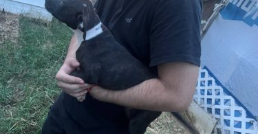 5 bullboxer pit puppies for adoption