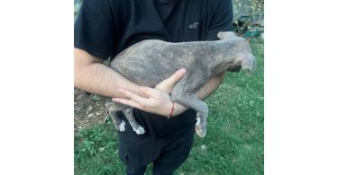5 bullboxer pit puppies for adoption