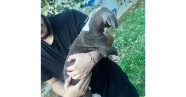 5 bullboxer pit puppies for adoption