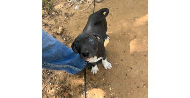 5 bullboxer pit puppies for adoption