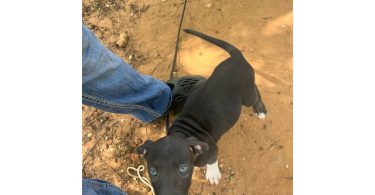 5 bullboxer pit puppies for adoption