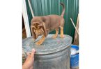 3 Bloodhound puppies left