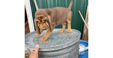 3 Bloodhound puppies left