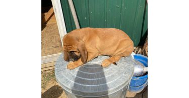 3 Bloodhound puppies left