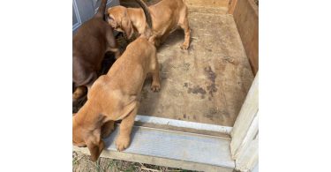 3 Bloodhound puppies left