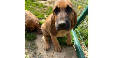 3 Bloodhound puppies left