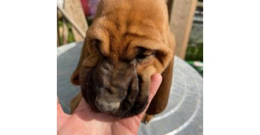 3 Bloodhound puppies left