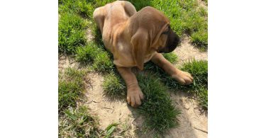 3 Bloodhound puppies left